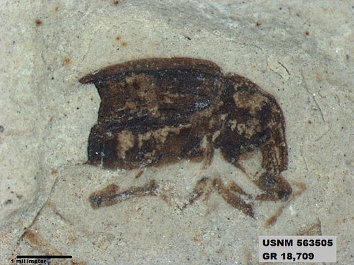 Genus sp