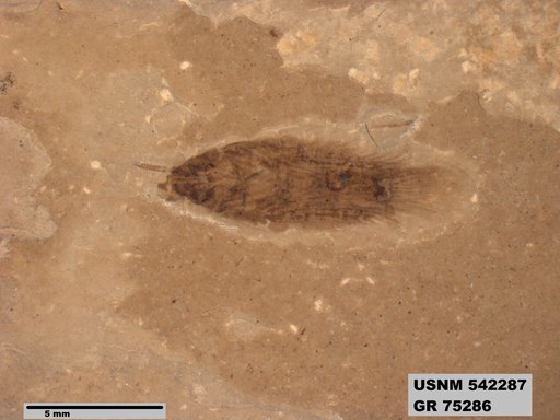 Genus sp