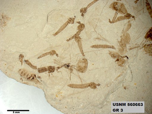 Genus sp