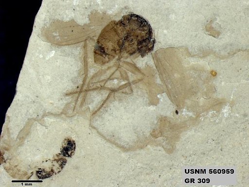 Insecta