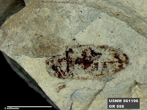 Insecta