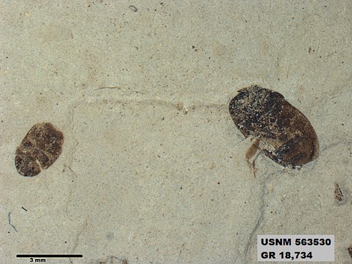 Insecta