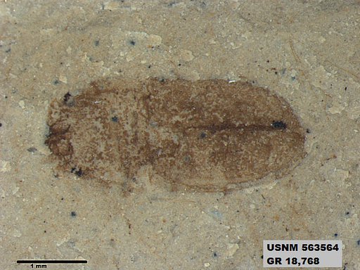 Insecta