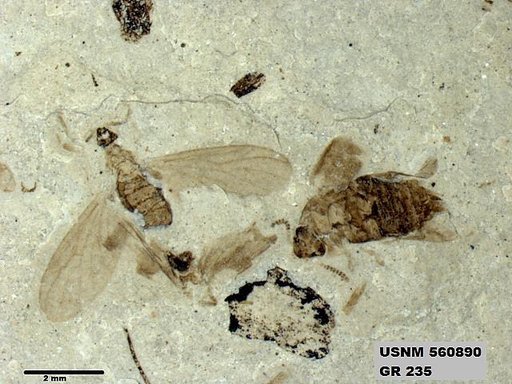 Insecta