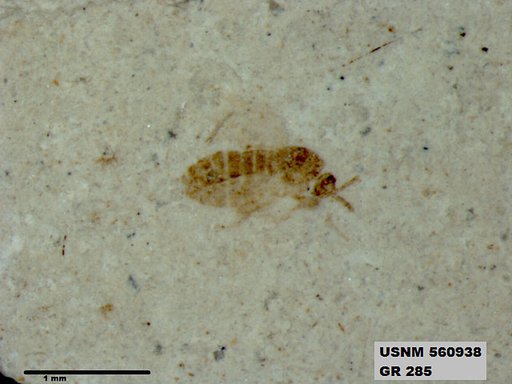 Insecta