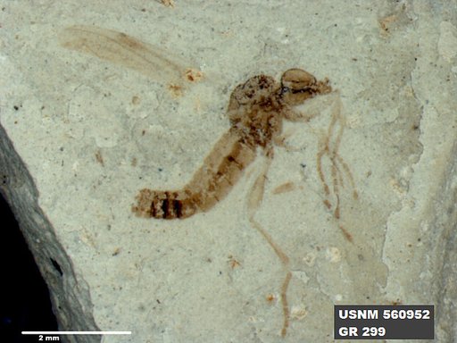 Insecta