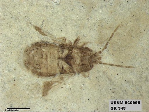 Genus sp