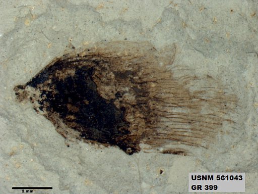 Insecta