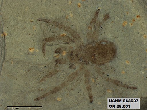 Genus sp