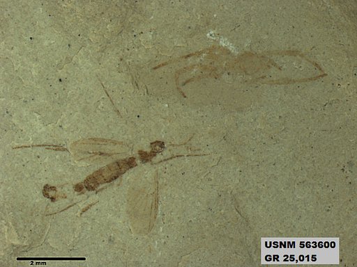 Genus sp