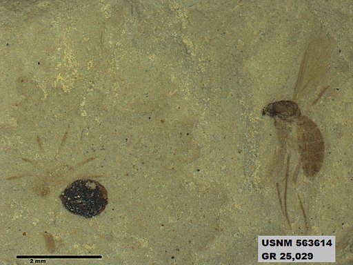 Genus sp