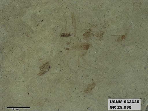 Genus sp
