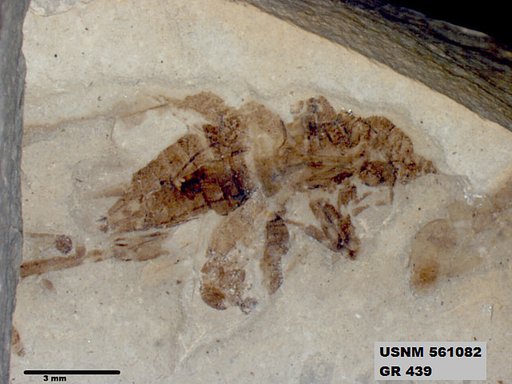 Genus sp