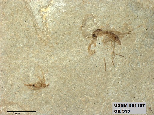 Insecta