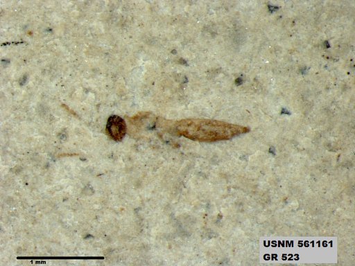 Genus sp