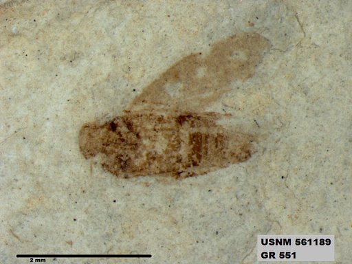 Genus sp