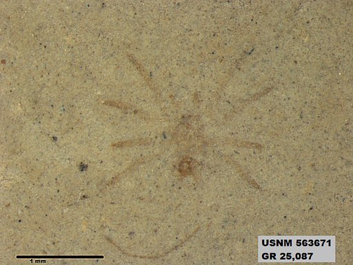 Insecta