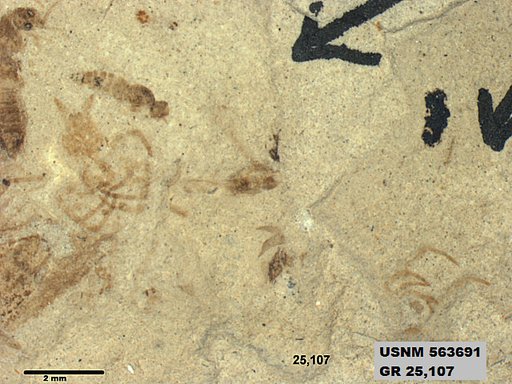 Genus sp