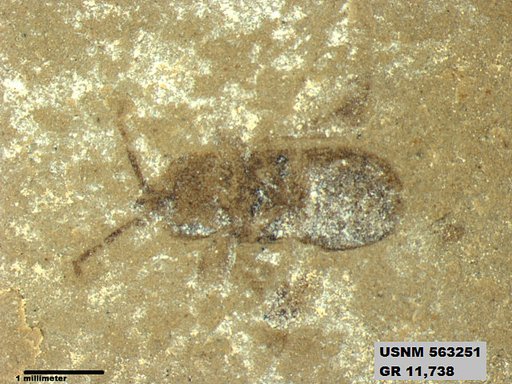 Insecta