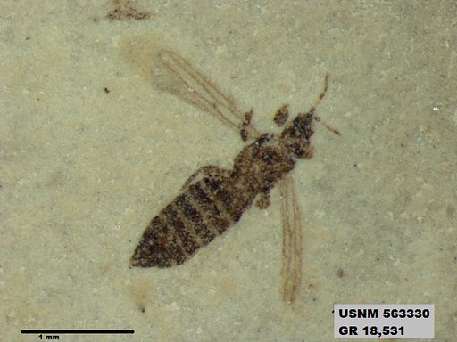 Insecta