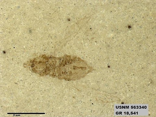 Genus sp