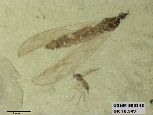 Genus sp