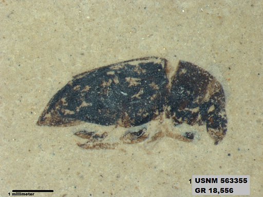 Insecta