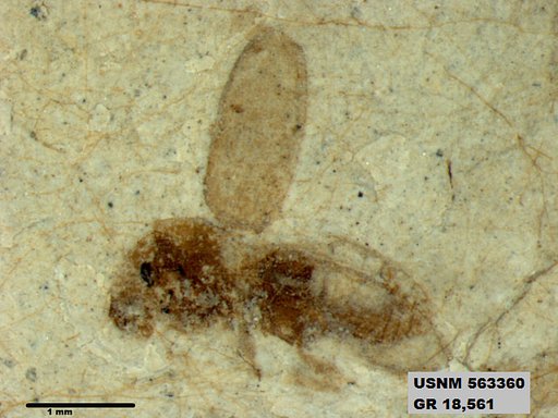 Insecta