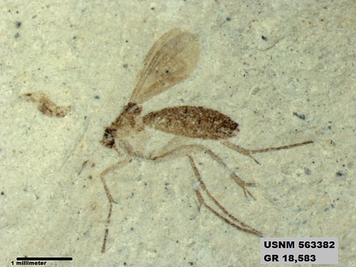 Insecta