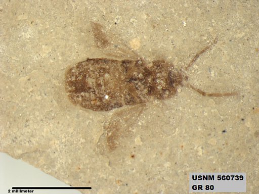 Genus sp