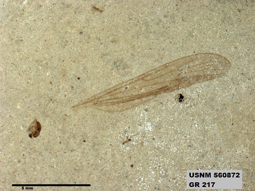Genus sp