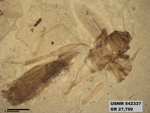 Genus sp