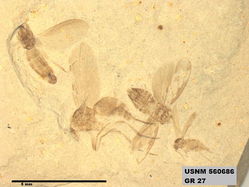 Genus sp