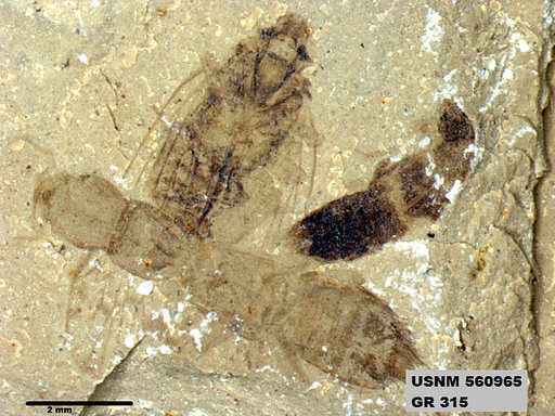 Genus sp