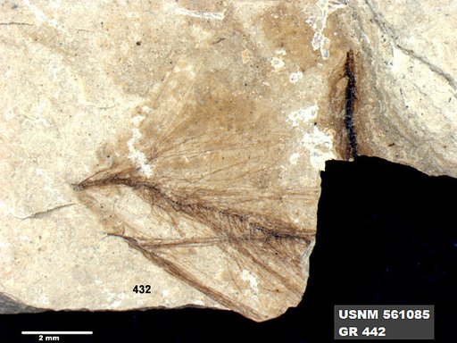 Insecta