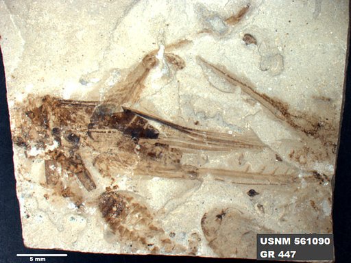 Genus sp