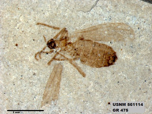 Insecta