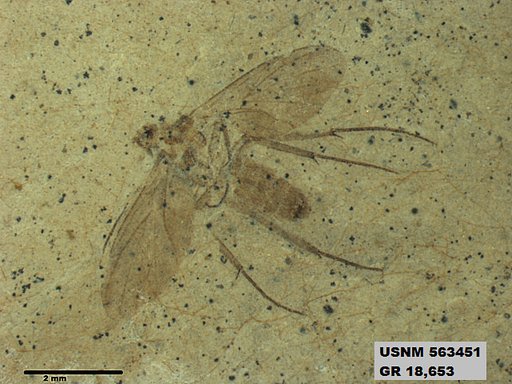 Insecta