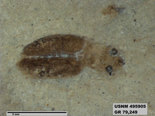 Dolichoderus kohlsi