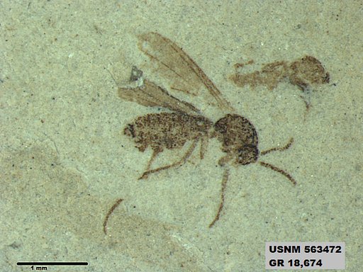Insecta