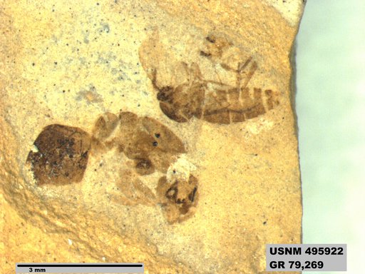 Dolichoderus kohlsi