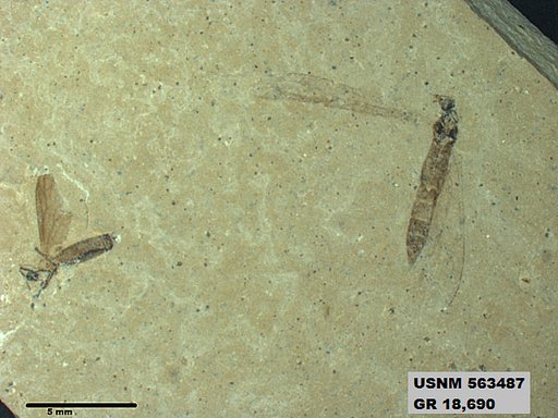 Genus sp