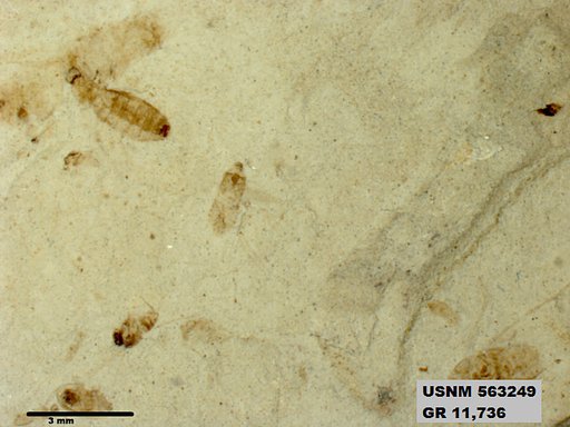 Insecta