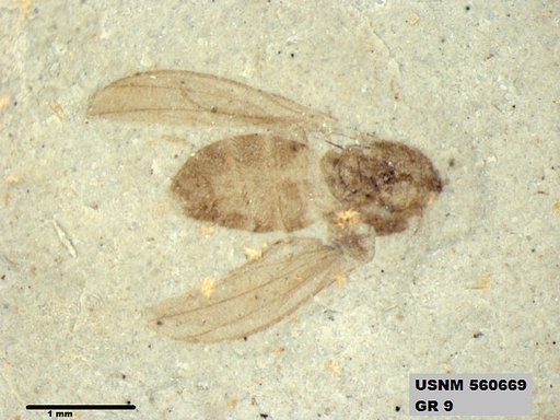 Insecta