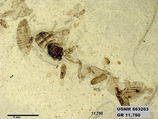 Insecta