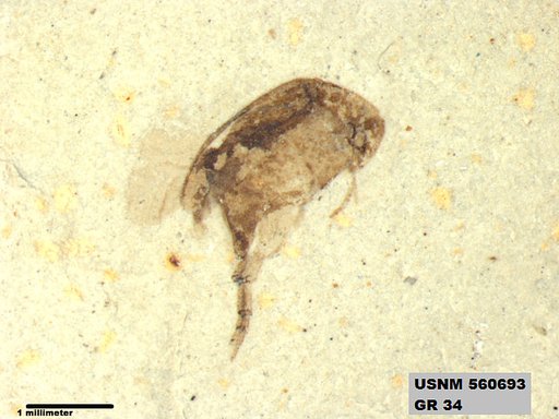 Insecta