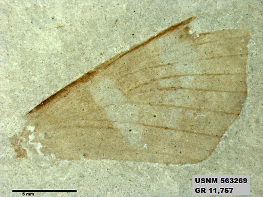 Insecta