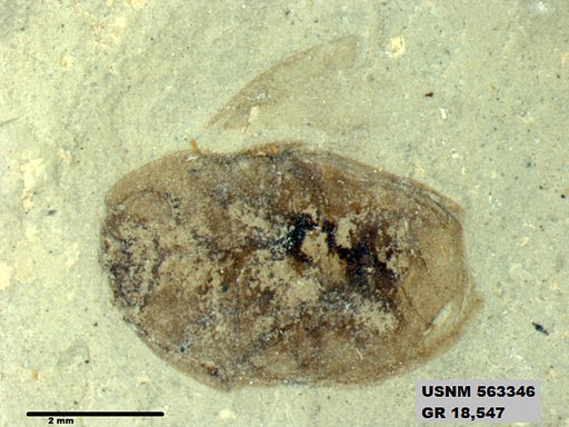 Insecta