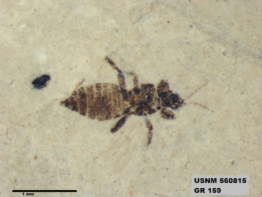 Insecta