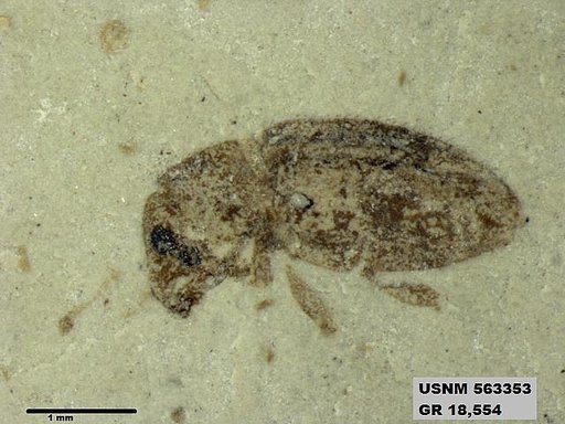 Insecta